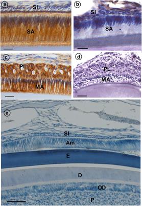 The Importance of Connexin 43 in Enamel Development and Mineralization